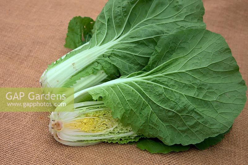 Chinese Cabbage - Brassica rapa pekinensis 'Kuboko' at 8 weeks from sowing on 30 July
