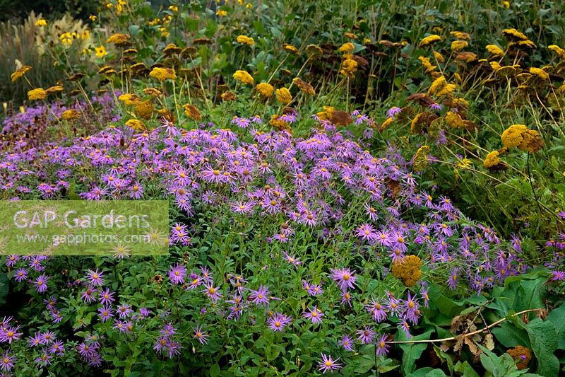 Aster x frikartii 'MÃ¶nch' AGM with Achillea 'Coronation Gold' AGM in October