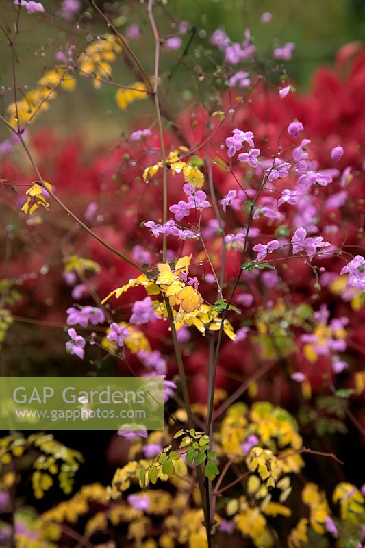 Thalictrum 'Splendide' in October with Euonymus alatus 'Compactus' AGM at rear