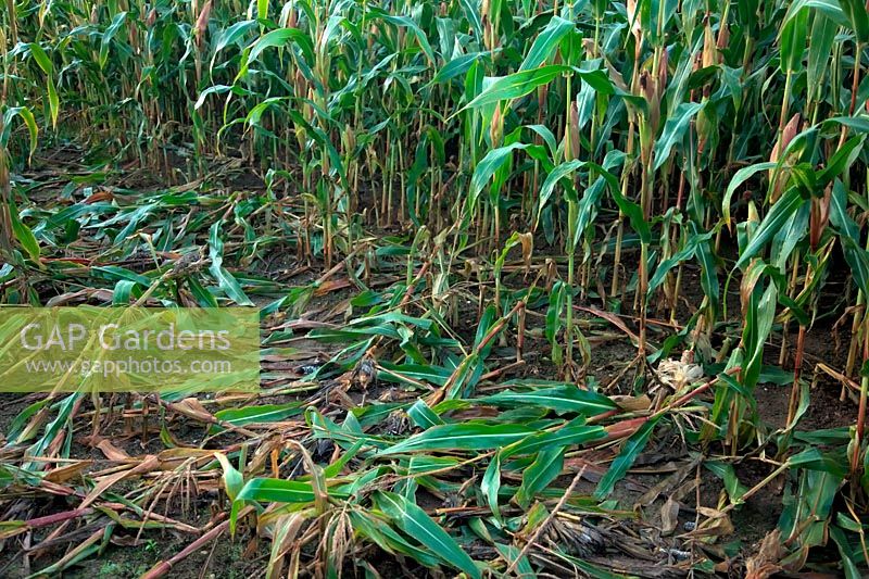 Damage in Forage Maize crop caused by foraging Badgers - Meles meles