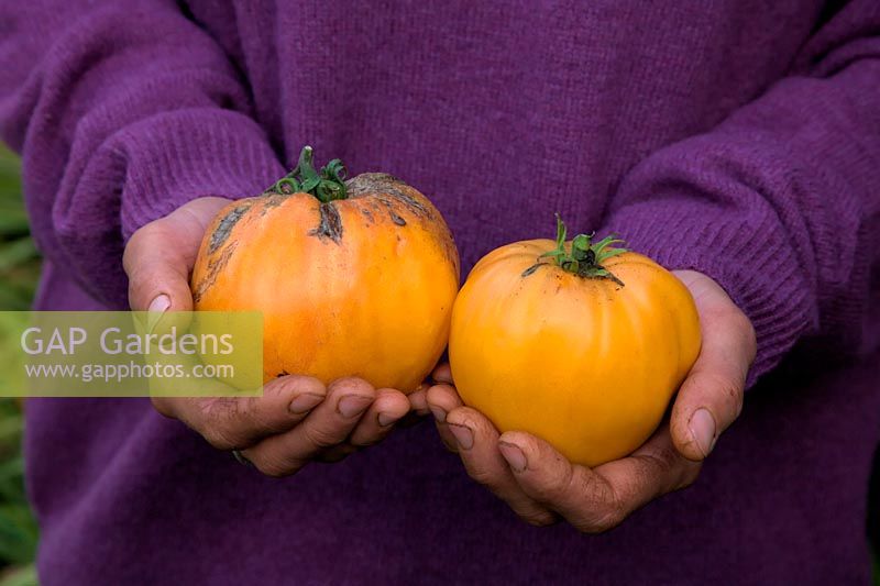 Hands of woman gardener holding Solanum lycopersicum - Tomato 'Orange Beefheart' syn. 'Coeur de boeuf orange'