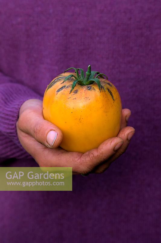 Hands of woman gardener holding Solanum lycopersicum - Tomato 'Orange Beefheart' syn. 'Coeur de boeuf orange'