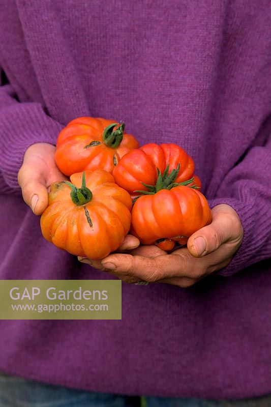 Hands of woman gardener holding Solanum lycopersicum - Tomato 'Costoluto Fiorentino'