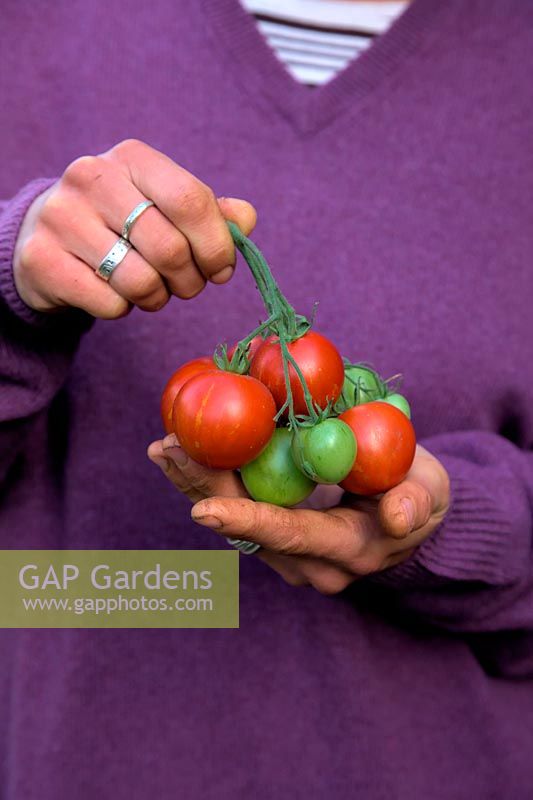 Hands of woman gardener holding Solanum lycopersicum - Tomato 'Tigerella'
