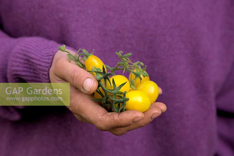 Hands of woman gardener holding Solanum lycopersicum - Tomato 'Yellow Pear'