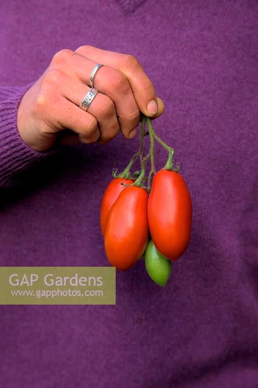 Hands of woman gardener holding Solanum lycopersicum - Tomato