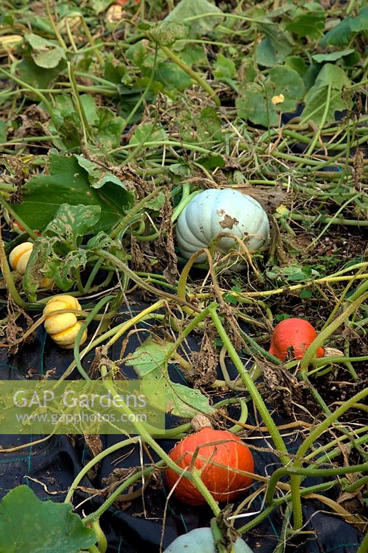The winter squash harvest in mid October - Cucurbita maxima 'Crown Prince' AGM - grey, Cucurbita maxima 'Uchiki Kuri' - orange, Cucurbita 'Sweet Lightning' AGM - orange and cream, Cucurbita maxima 'Cornell's Bush Delicata' - green and cream