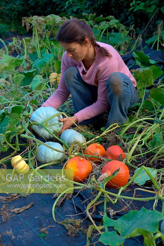 Woman gardener harvesting the winter squash harvest in mid October - Cucurbita maxima 'Crown Prince' AGM - grey, Cucurbita maxima 'Uchiki Kuri' - orange, Cucurbita 'Sweet Lightning' AGM - orange and cream