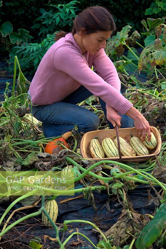 Woman gardener harvesting the winter squash harvest in mid October - Cucurbita maxima 'Uchiki Kuri' - orange, Cucurbita maxima 'Cornell's Bush Delicata' - green and cream