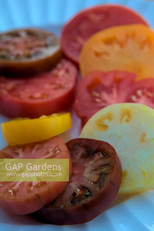 Colourful slices of Tomato - Solanum lycopersicum - clockwise from the white variety - White Queen, Crimean Black, Cuor di Bue, Golden Queen, Omars Lebanese, Paul Robeson, Long Keeper, Coeur de Boeuf - Orange, Costoluto Fiorentino.