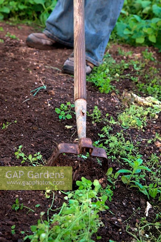 Uisng an Oscillating, Reciprocating or Stirrup Hoe to weed in the vegetable garden