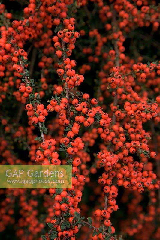 Cotoneaster conspicuus syn Cotoneaster microphyllus wall. var. conspicus in October