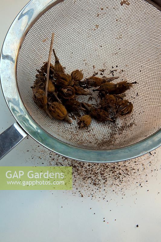 Cleaning and separating seed of Meconopsis napaulensis using domestic sieve