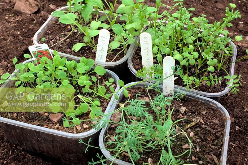 Autumn sown seeds using old fruit trays Papaver commutatum 'Ladybird' - Poppy and Spring cabbage - Brassica oleracea 'April', Eschscholzia californica - Californian Poppy, Limnanthes douglasii - Poached Egg Flower