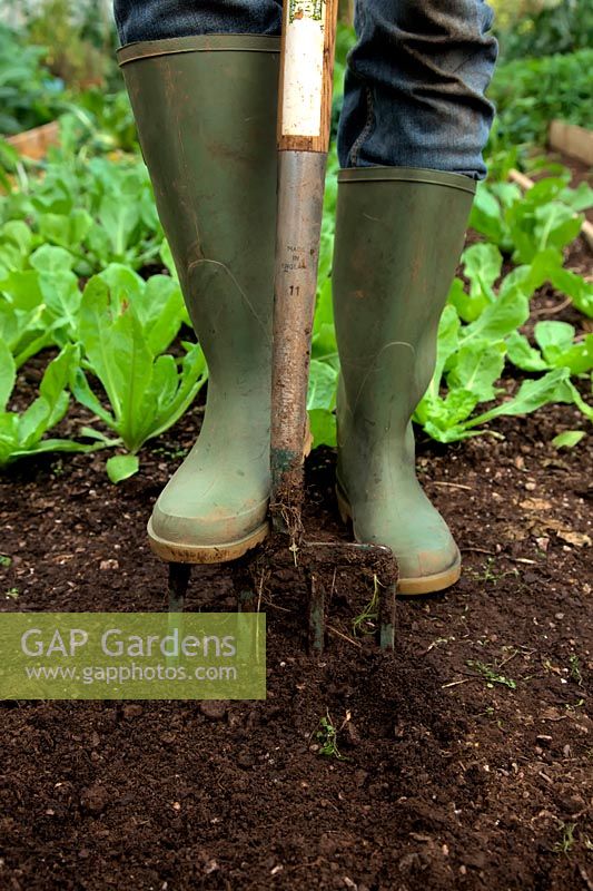 Woman digging with fork in garden and wearing denim jeans and green wellington boots