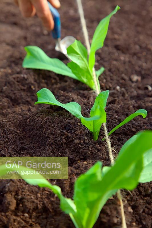 Lining out salad plants using string guide