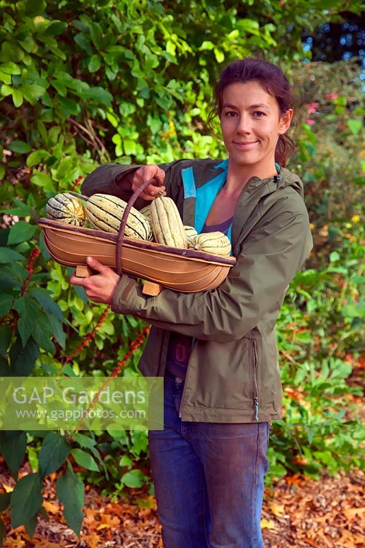Woman gardener with crop of the winter squash harvest in mid October - Cucurbita maxima 'Cornell's Bush Delicata' - green and cream