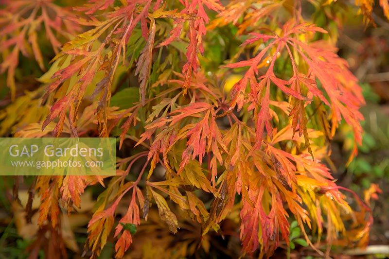 Acer japonicum 'Aconitifolium' seedling