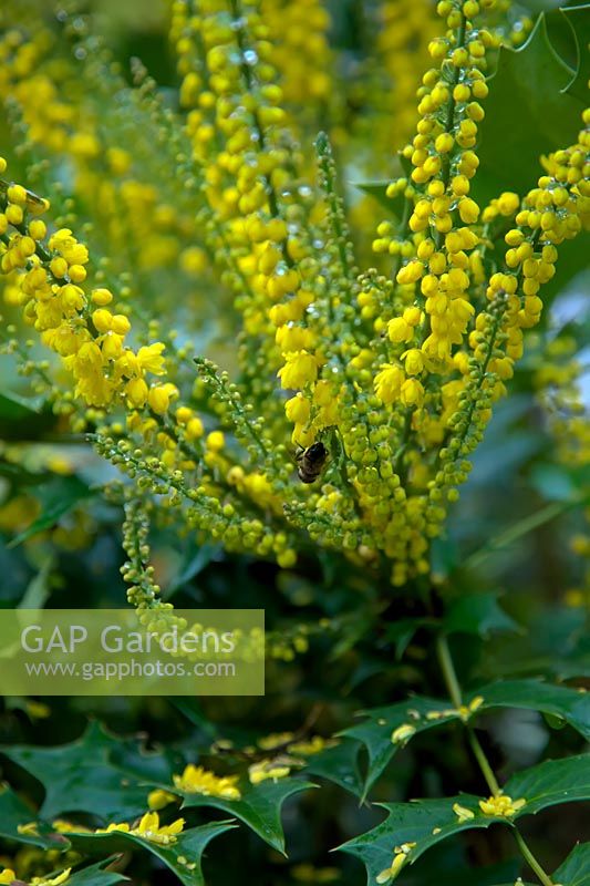 Mahonia x media 'Lionel Fortescue' AGM with Hoverfly - Eristalis sp in late autumn