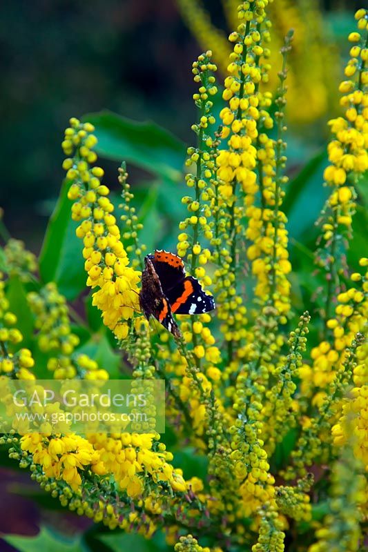 Red Admiral Butterfly - Vanessa atalanta feeding on Mahonia x media 'Lionel Fortescue' AGM in late autumn