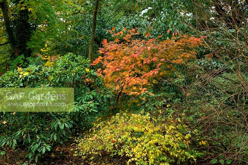 Acer japonicum 'Aconitifolium' AGM in autumn