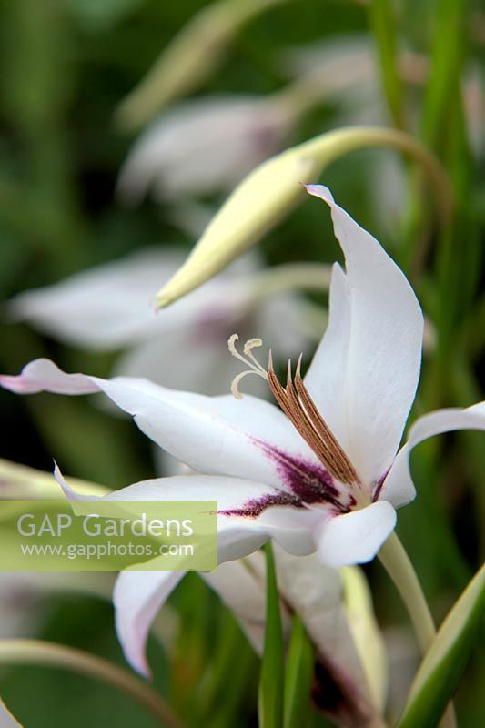 Gladiolus callianthus syn. Acidanthera syn. Gladiolus murielae AGM