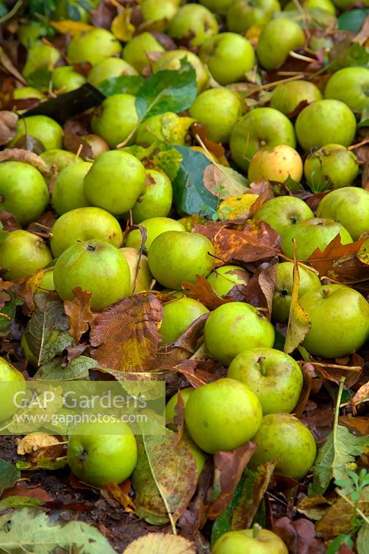 Malus domestica 'Duke of Devonshire'  - D -  russet eating apple - windfalls lying beneath the tree