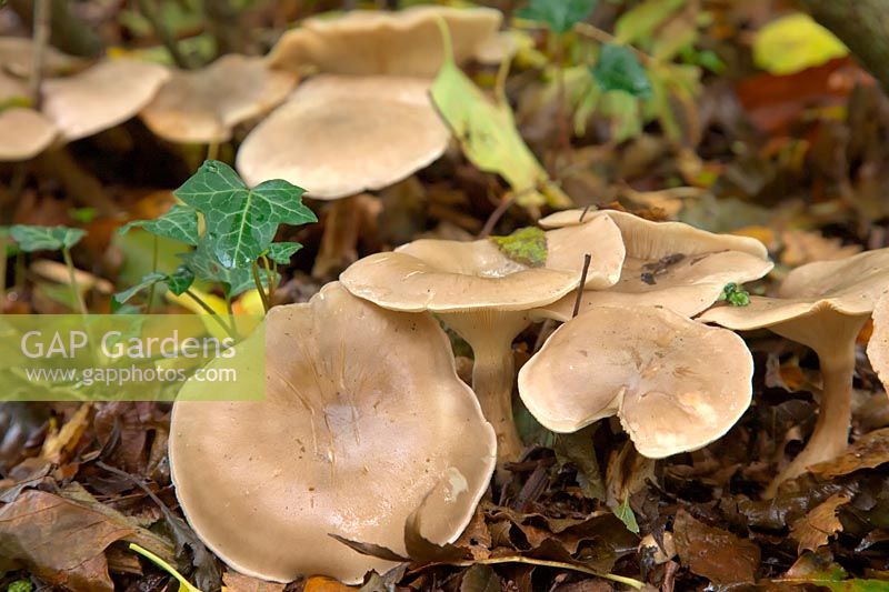 Clitocybe nebularis - Clouded Agaric growing in leaf litter under shrubs