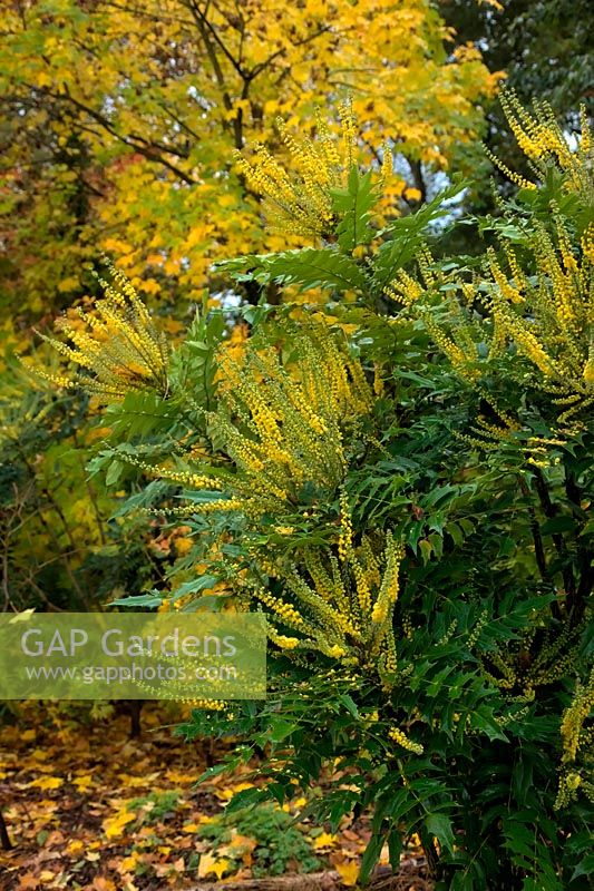 Mahonia x media 'Lionel Fortescue' AGM in November with Acer cappadocicum 'Aureum' AGM autumn colour at rear