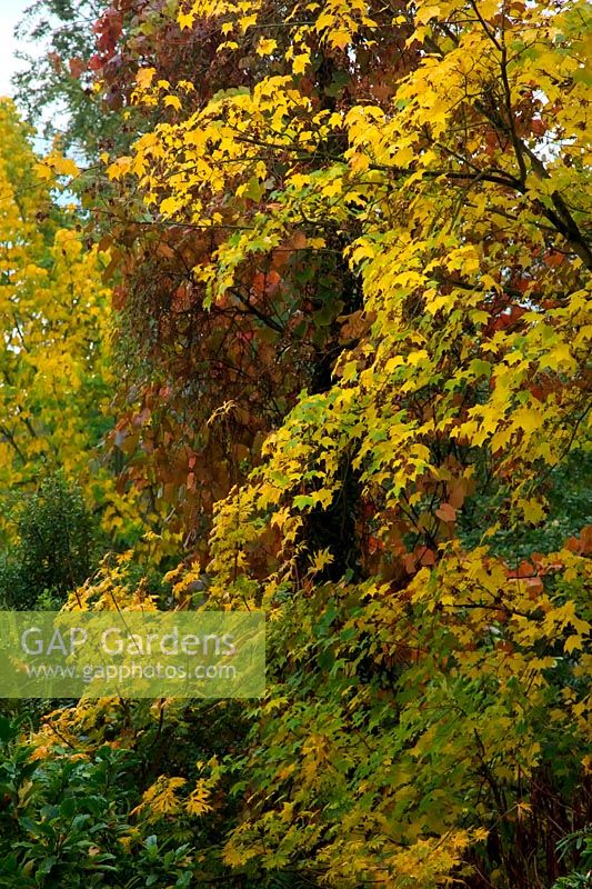 Acer cappadocicum 'Aureum' AGM with Vitis coignetae and Acer pensylvanicum at back - autumn colour