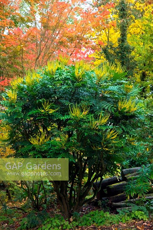 Mahonia x media 'Lionel Fortescue' AGM in November with autumn colour from Acer cappadocicum 'Aureum' AGM - yellow, Acer rubrum 'October Glory' - red and Acer oliverianum - orange centre frame