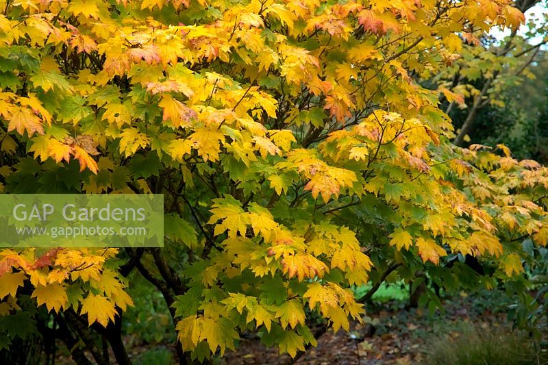 Acer japonicum 'Vitifolium' AGM autumn colour