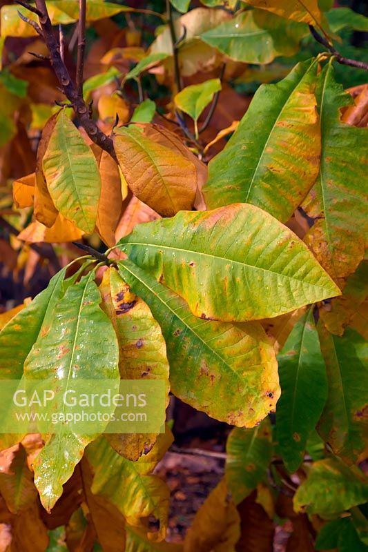 Magnolia tripetala autumn colour