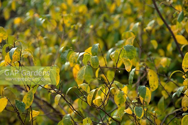 Lindera benzoin autumn colour