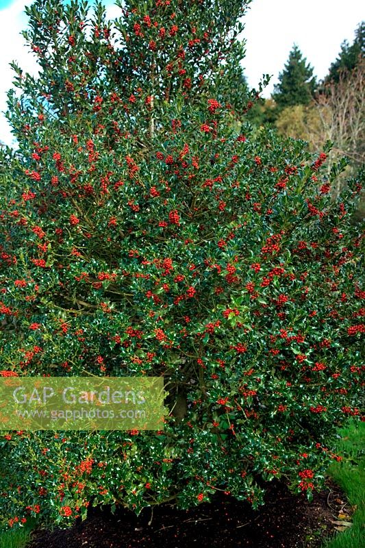 Ilex aquifolium 'Pyramidalis'  - f -  AGM - Holly laden with red berries in autumn