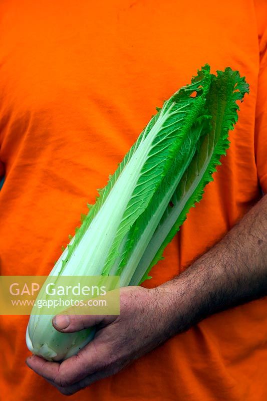 Man gardener holding Chinese Cabbage - Brassica rapa  - Pekinensis Group -  'Green Rocket' sown 30 July and shown November 10.