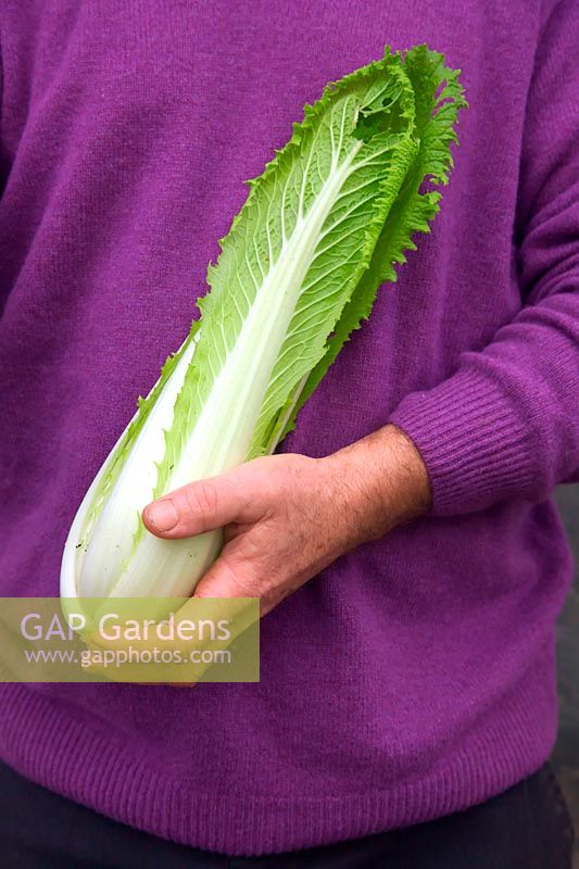 Man gardener holding Chinese Cabbage - Brassica rapa  - Pekinensis Group -  'Green Rocket' sown 30 July and shown November 10.