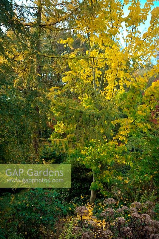 Red of Vitis coignetiae AGM with gold of Acer pensylvanicum - snake bark - autumn leaf colour in Holbrook Garden in mid November with Eupatorium maculatum  - Atropurpureum Group -  'Riesenschirm' AGM at bottom of frame