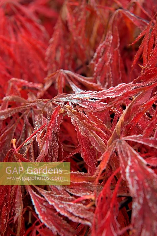 The first frost in autumn  on the foliage of Acer palmatum var. dissectum 'Inaba-shidare' AGM