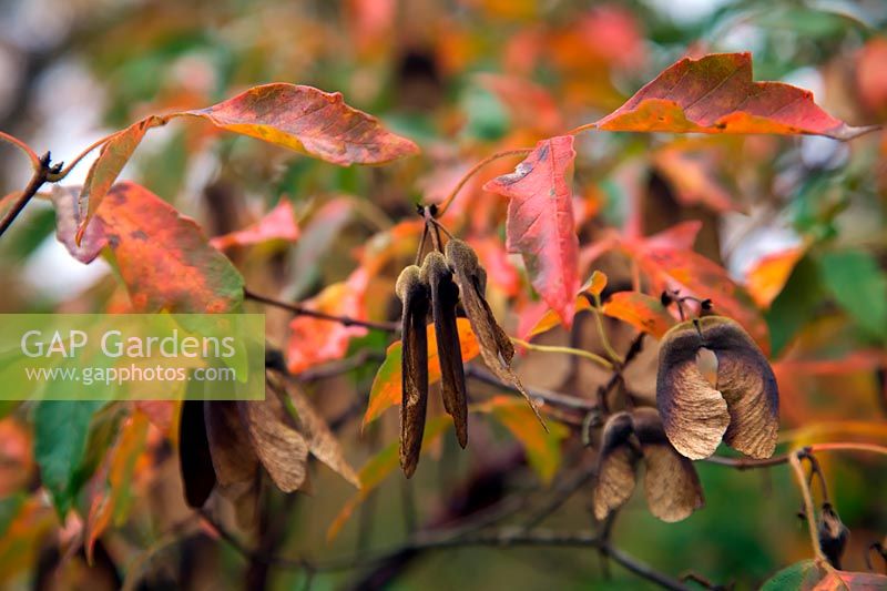 Acer griseum AGM - seeds and leaves in late autumn - November