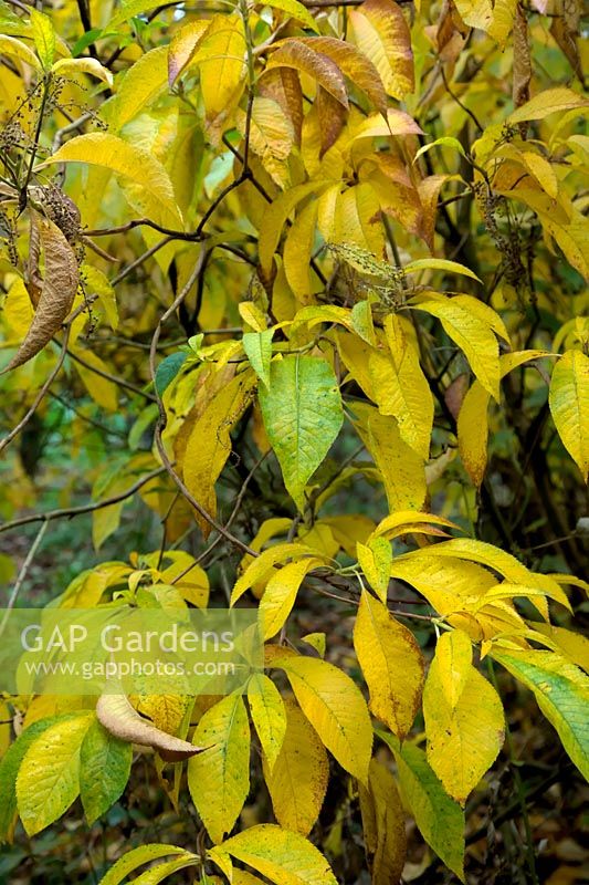 Clethra barbinervis AGM - foliage in late autumn - November