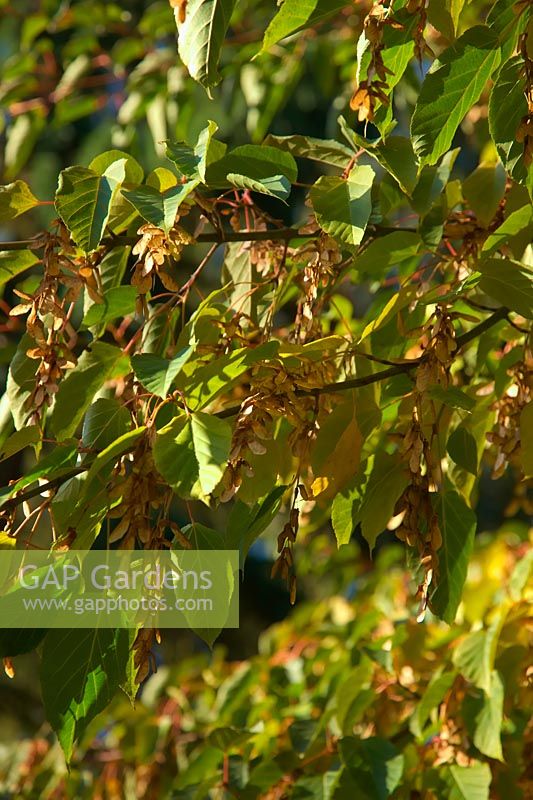 Acer davidii - ripe seeds in November awaiting dispersal by the wind