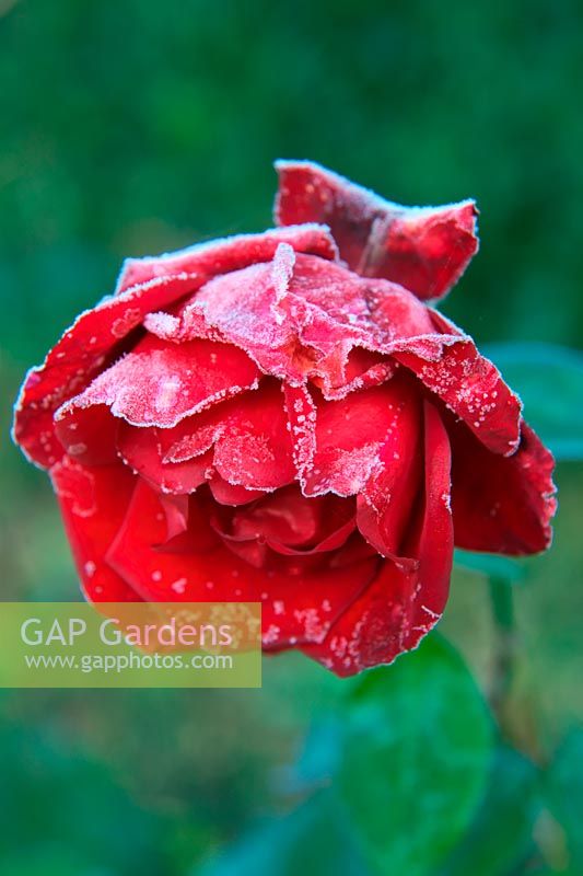 Rosa DUBLIN BAY 'Macdub'  - ClF -  AGM - rose flower with hoar frost