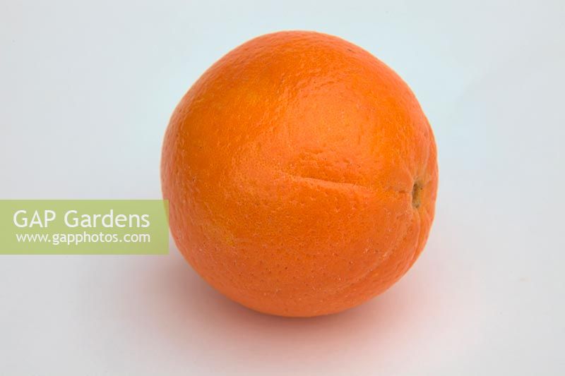 Orange - Citrus x aurantium  - Sweet Orange Group - - 'Navelina' - white background
