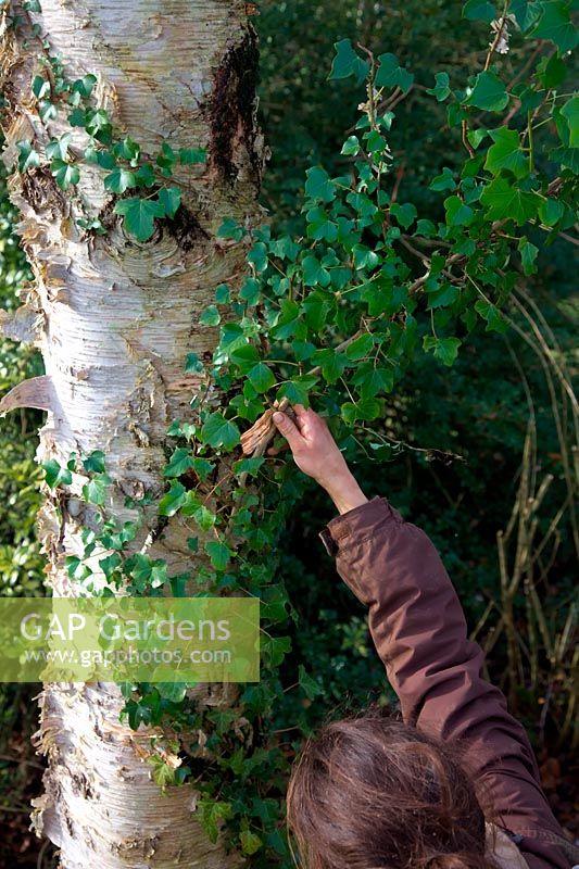 Woman gardener removing Ivy - Hedera helix from Betula costata