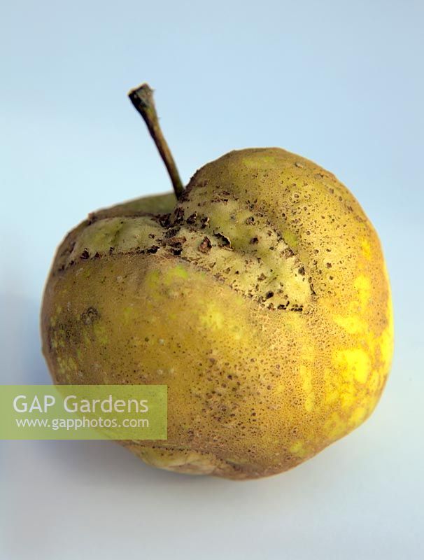 Hoplocampa testudinea - Apple sawfly damage on an apple fruit - white background