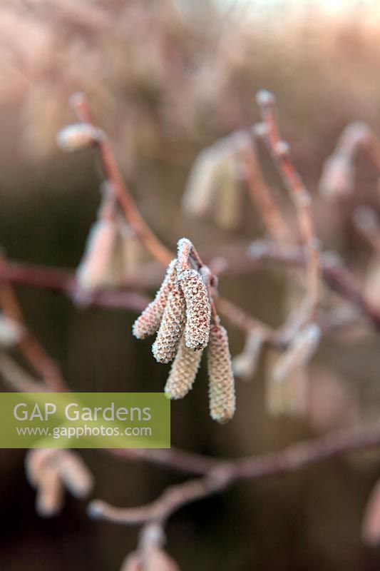 Frost on Hazel catkins all ready to burst when spring weather comes