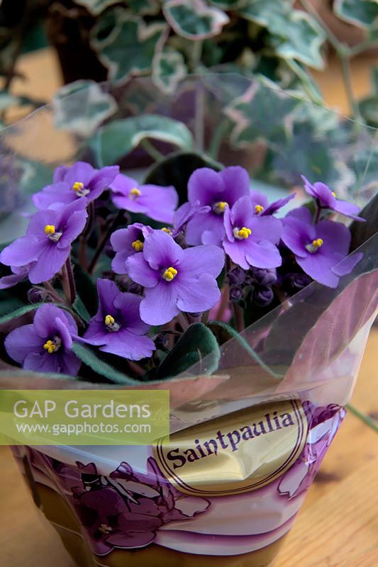 Blue Saintpaulia - African Violet in florists sleeve