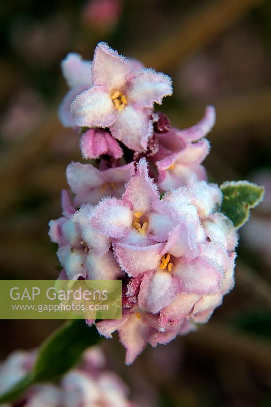 Daphne bholua 'Jacqueline Postill' AGM with early morning frost in February
