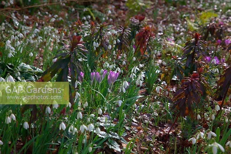 Early spring border with Galanthus nivalis - Snowdrops, Crocus and Euphorbia amygdaloides - Spurge